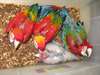 Les b&#233;b&#233;s perroquets ara rouge &#224; vendre - photo 1