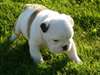 Magnifiques Chiots Bulldog Anglais