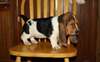 Chiots Basset Hound masculins et féminins.