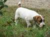 Pour Noel adorable chiot jack russel de pure race
