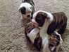 Superbes chiots bulldog anglais