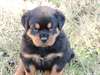 Chiot rottweiler