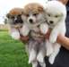 CHIOTS AKITA-INU DISPONIBILE
