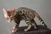 Magnifiques chatons bengal contre bon soins