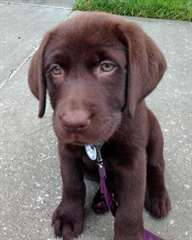 Adorable femelle Labrador chocolat