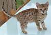 Magnifiques chatons Bengal