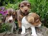 Jack de qualit&#233; chiots Russell terrier pour adopti - photo 1