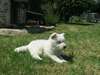 A donner chiot Berger Blanc Suisse