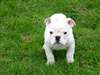 Pour Noel chiot BullDog Anglais en adoptions