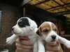Deux Chiot Jack Russell a Donner