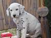 Mignons chiots Dalmatian pour adoption