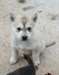 MAGNIFIQUE Husky