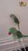 PERROQUET  A VENDRE