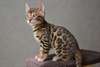 Magnifiques chatons bengal contre bon soins