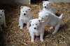 Chiots Weimador Weimaraner Husky sibérien pour l'a