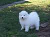 Chiots Samoyede disponible - photo 1