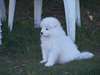 Chiots Samoyede disponible - photo 2