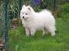 Chiots Samoyede disponible - photo 3