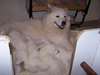Chiots Samoyede disponible - photo 4