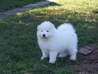 Chiots Samoyede disponible
