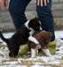 Chiots Border Collie disponible