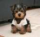 bien formés chiots yorkshire