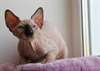 chaton sphynx pour adoption