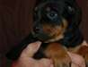 Chiots rottweiler lof