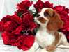 Chiots Cavalier king Charles