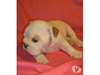 Deux Bulldog dispo..Contactez (303) 481-6883