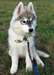 Magnifiques chiots Husky Sibérien