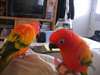 Rouge et beaux perroquets soleil conure - photo 1