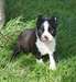 Superbe mâle boston terrier