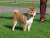 Chiot mâle shiba inu
