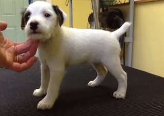 Chiot femelle jack russell