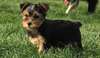 adorable chiot yorskhire disponible pour noel
