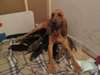 Chiots Saint Huberts (Bloodhounds) à vendre