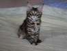 Magnifiques chatons maine coon