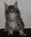 Chaton femelle Maine Coon