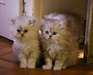 Magnifiques chatons persan - photo 1