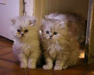 Magnifiques chatons persan