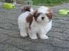 Superbes chiots shih tzu contre bon soins