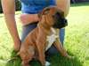 Magnifiques chiots boxer male et femelle