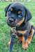Chiot mâle rottweiler