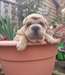 chiots Sharpei chunky