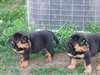 chiots rottweiler  masculins