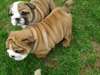 Super mignons chiots Bulldog anglais pour Noël