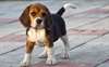 adorables chiots Beagle pour adoption