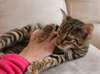 Superbe Toyger Homme panier looking for nice et at