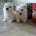 Twee gezonde chiots maltais beschikbaar